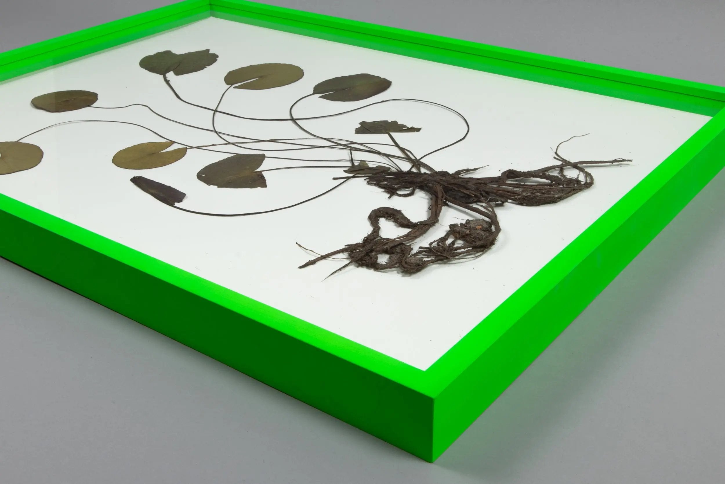 Olafur Eliasson - Herbarium