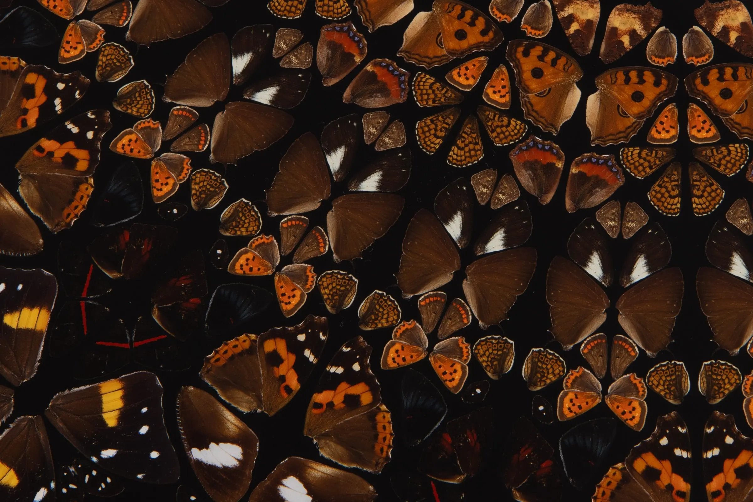 Damien Hirst - Earth (from The Elements)