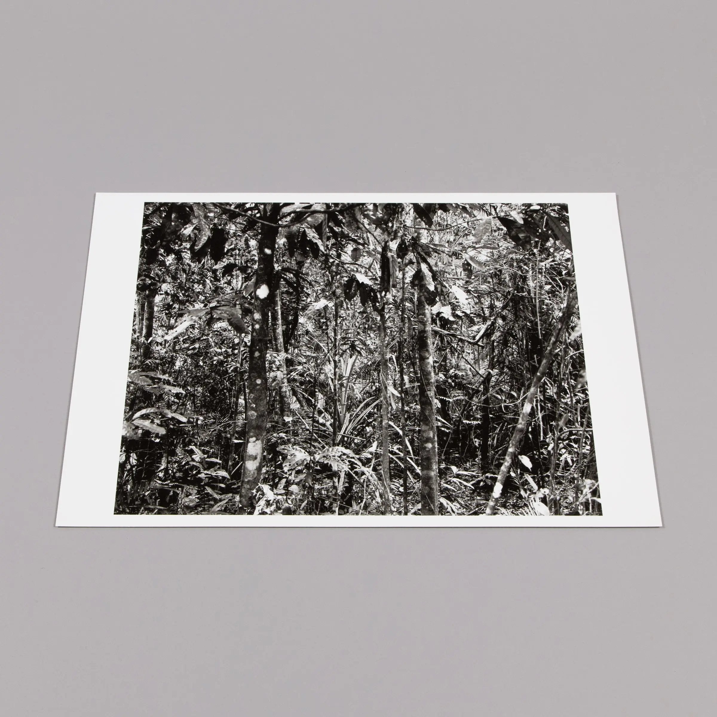 Thomas Struth - Daintree