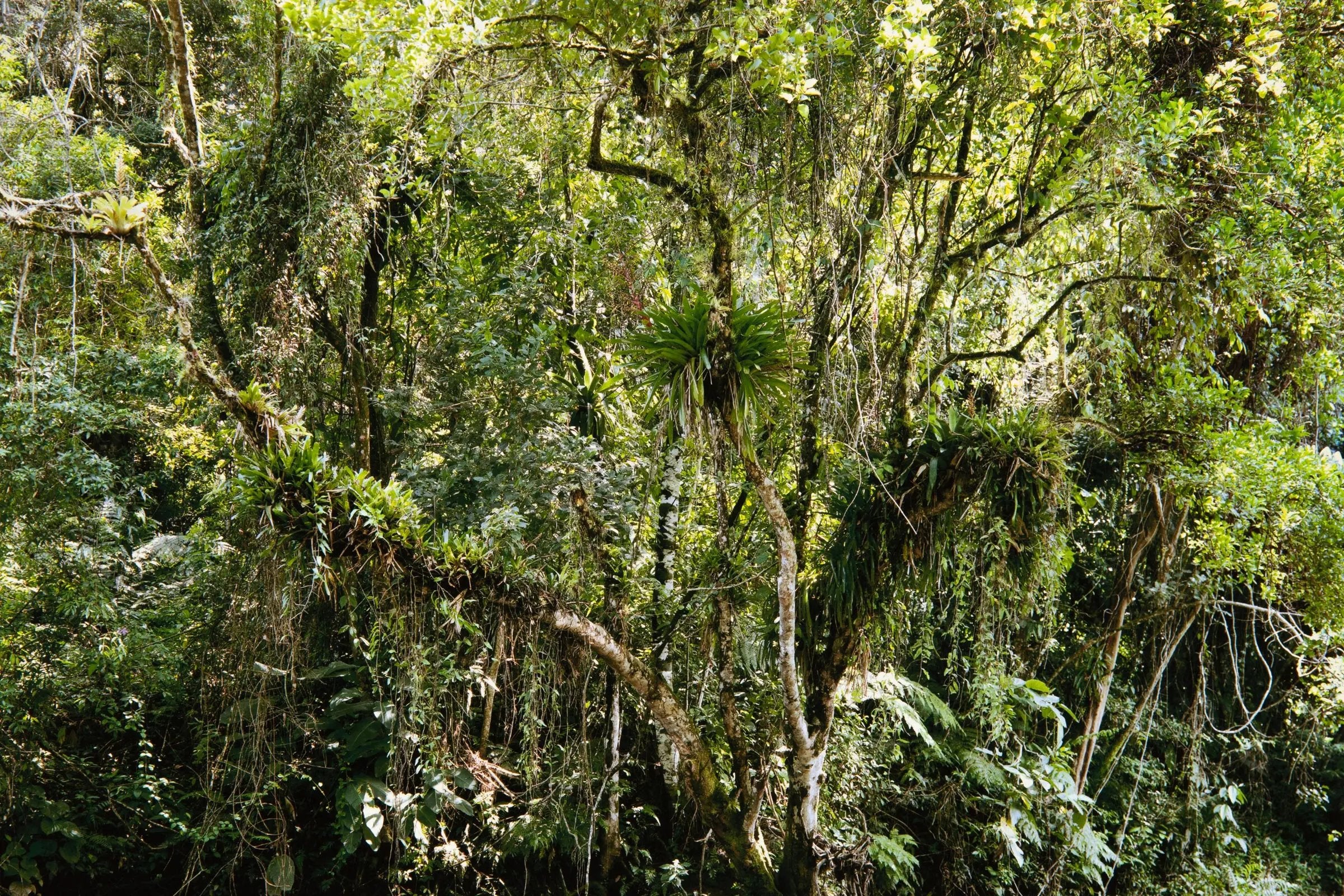 Thomas Struth - Juquehy