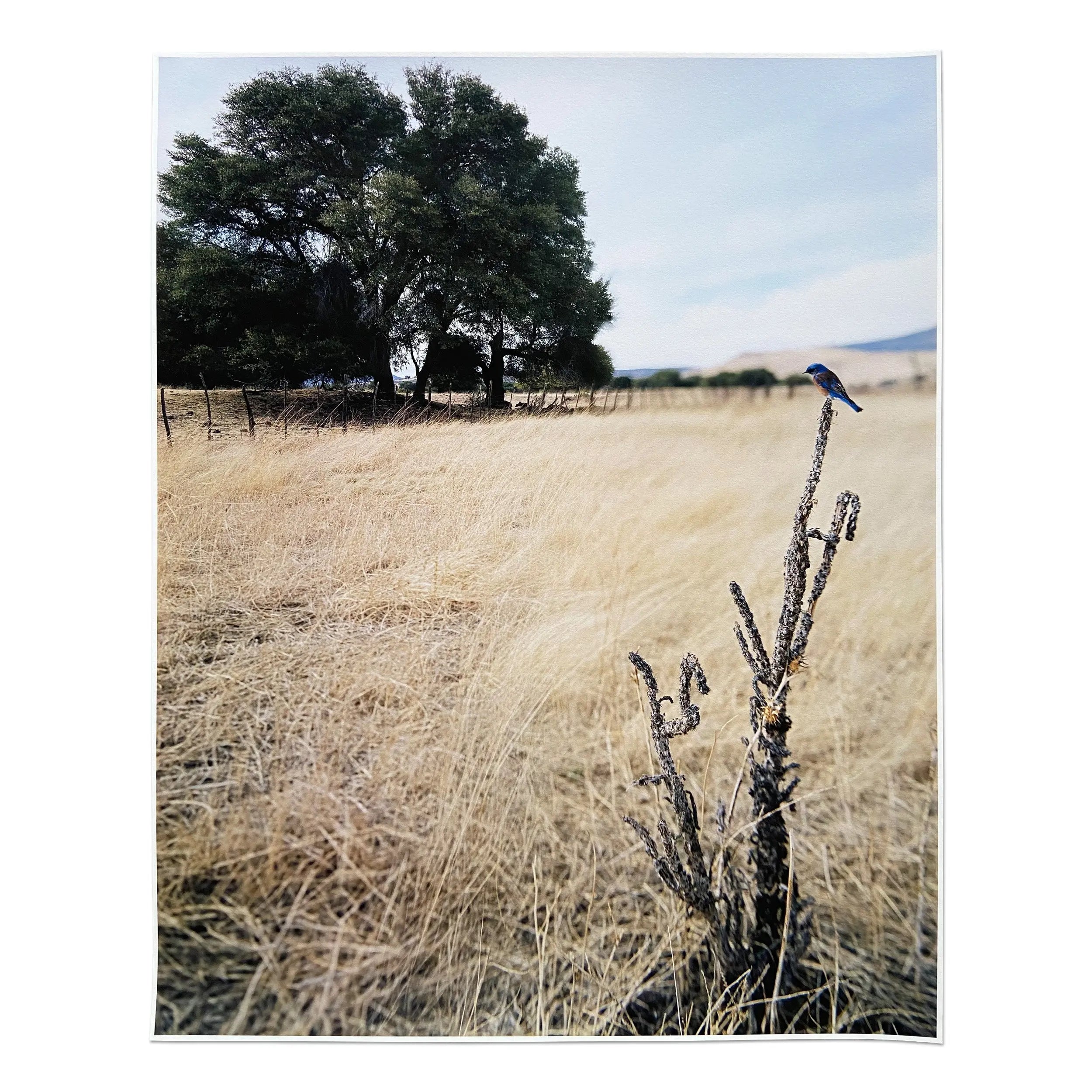 Jean-Luc-Mylayne MLTPL