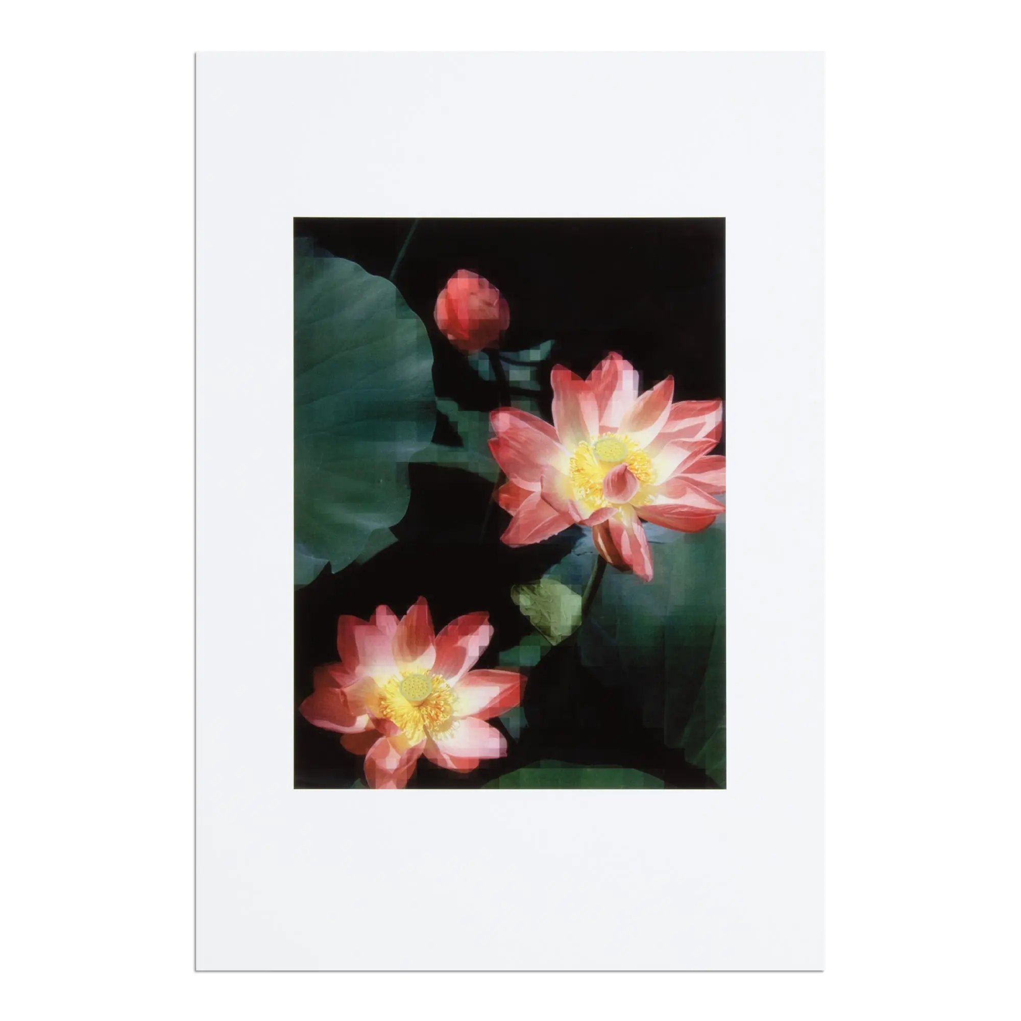 Thomas Ruff - Seerose