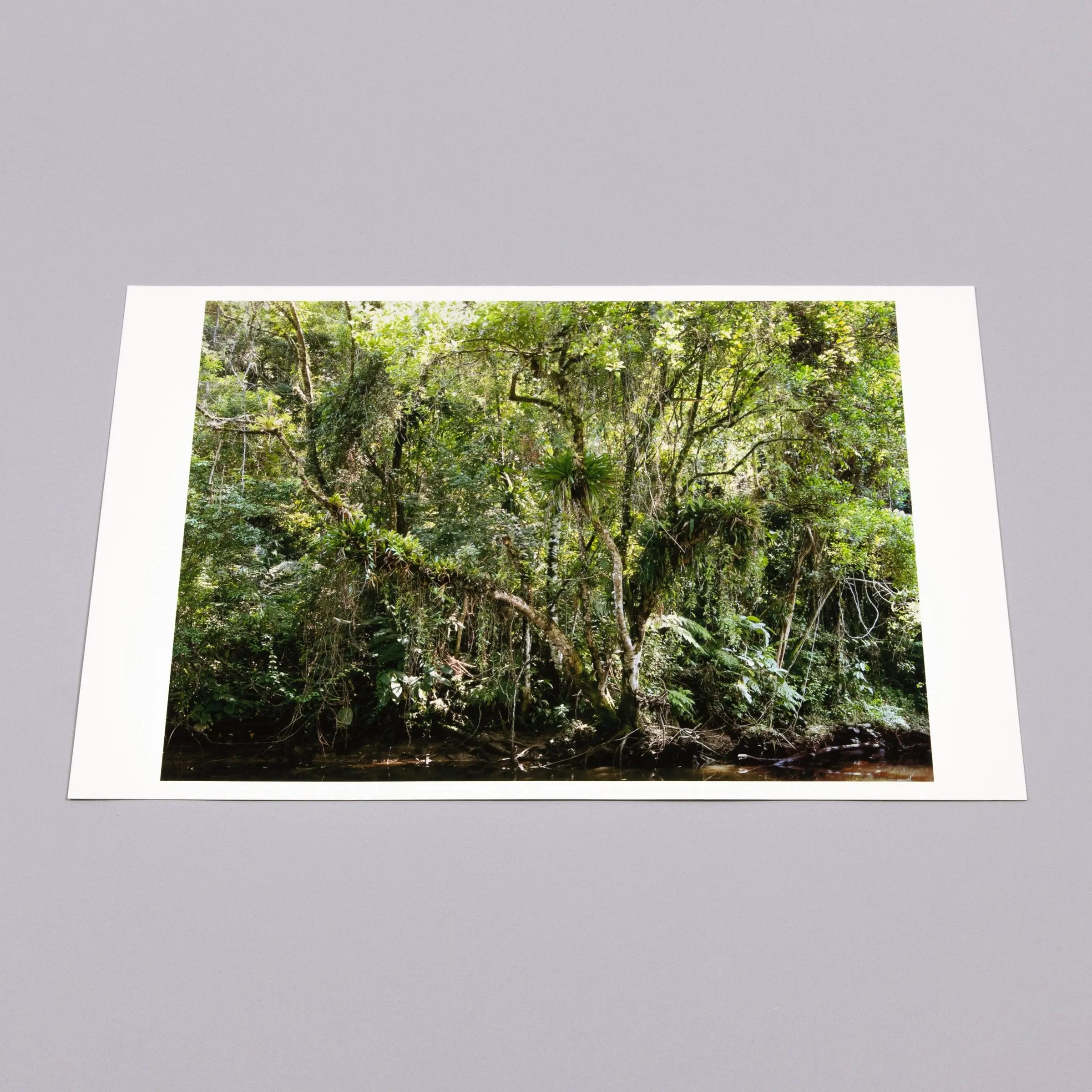 Thomas Struth - Juquehy