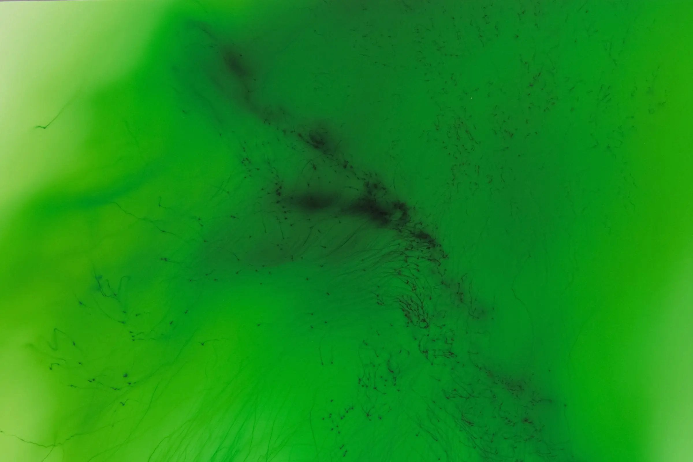 Wolfgang Tillmans - Freischwimmer TfL